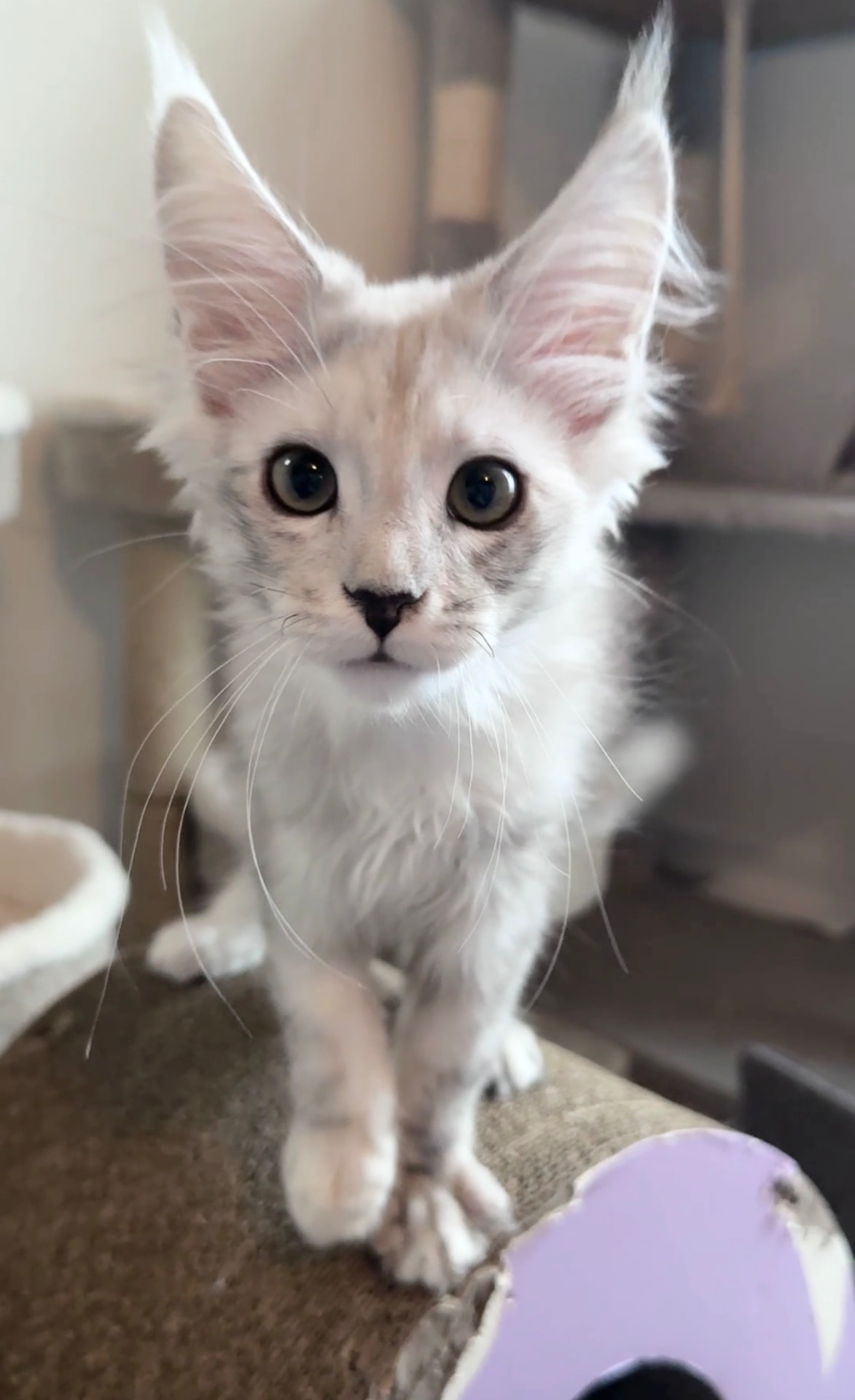 Nimbus, photo 2