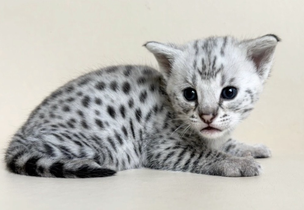 Flint, silver F2 Savannah kitten, photo 5