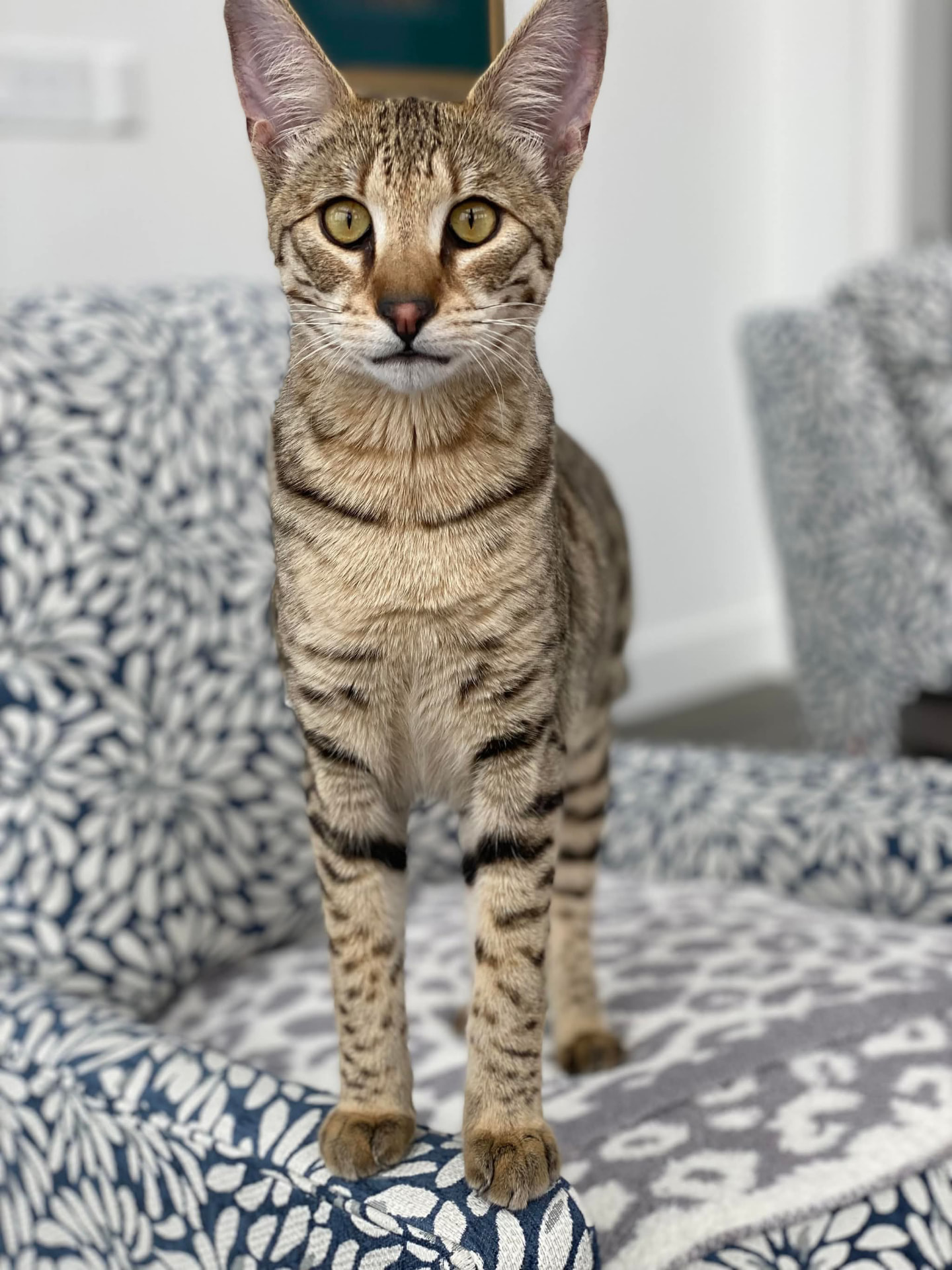 One of the littermates standing on a chair, ears forward
