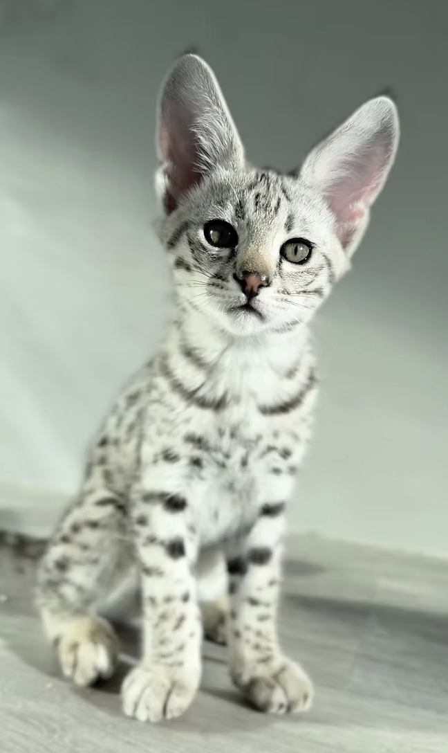 Storm, F2 Savannah kitten