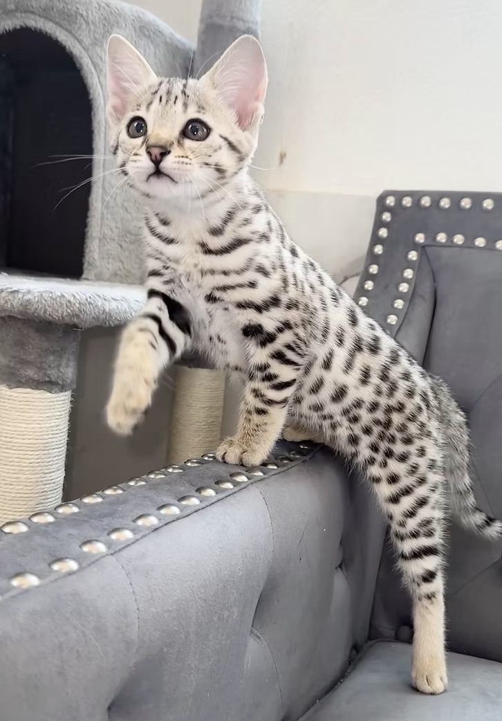 Theia, F2 Savannah kitten