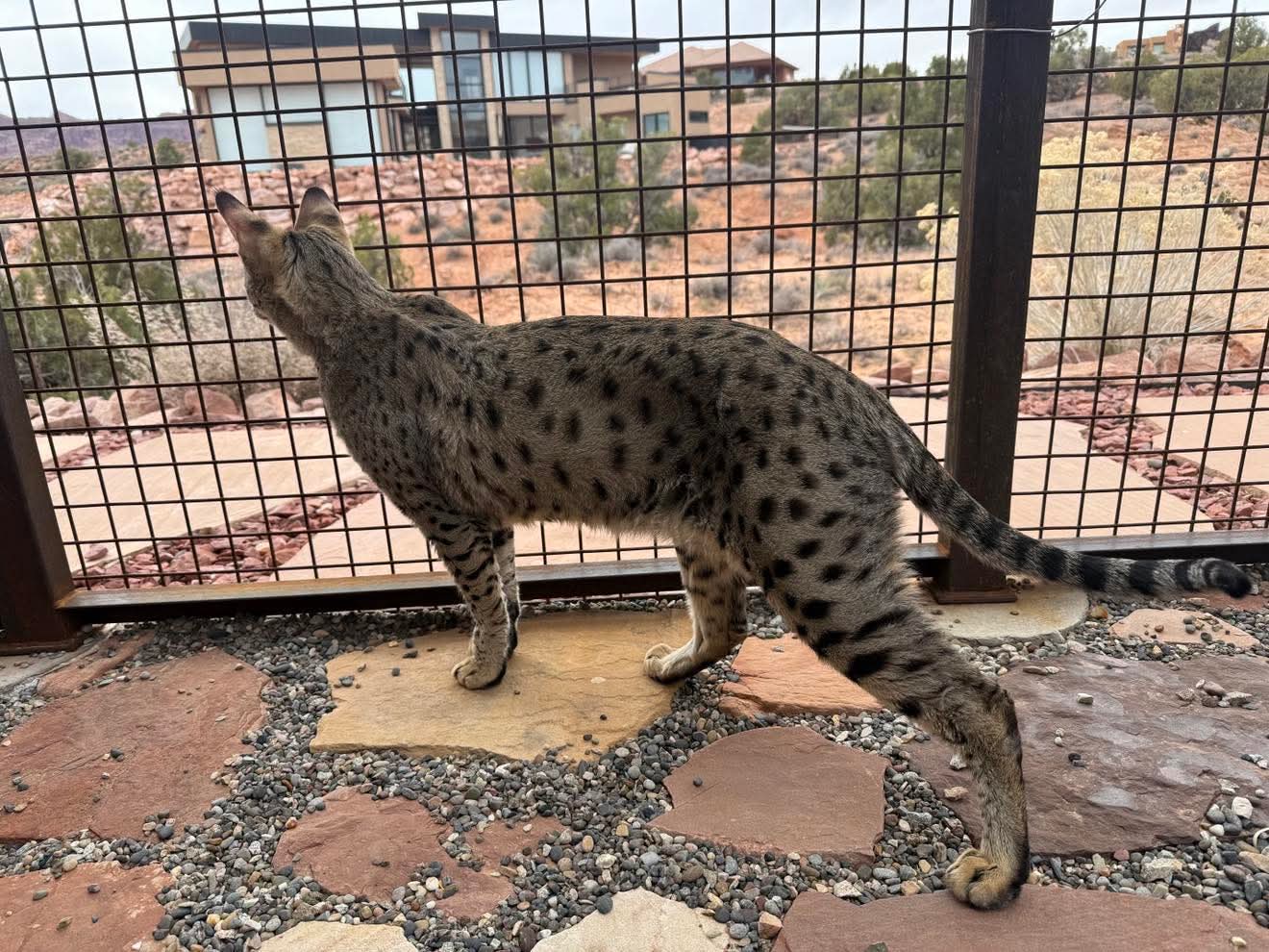 Watching the desert landscape from the catio