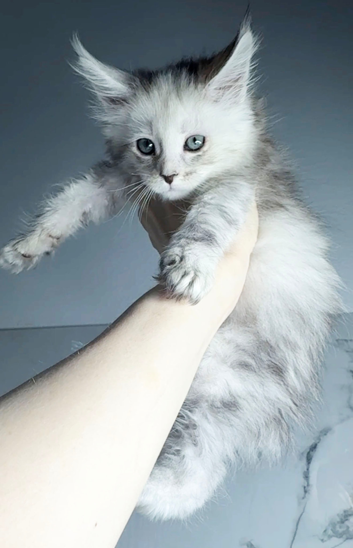 Nimbus, photo 3