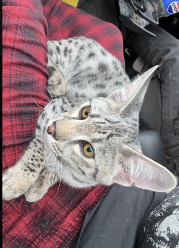 Storm curled up on a red plaid lap