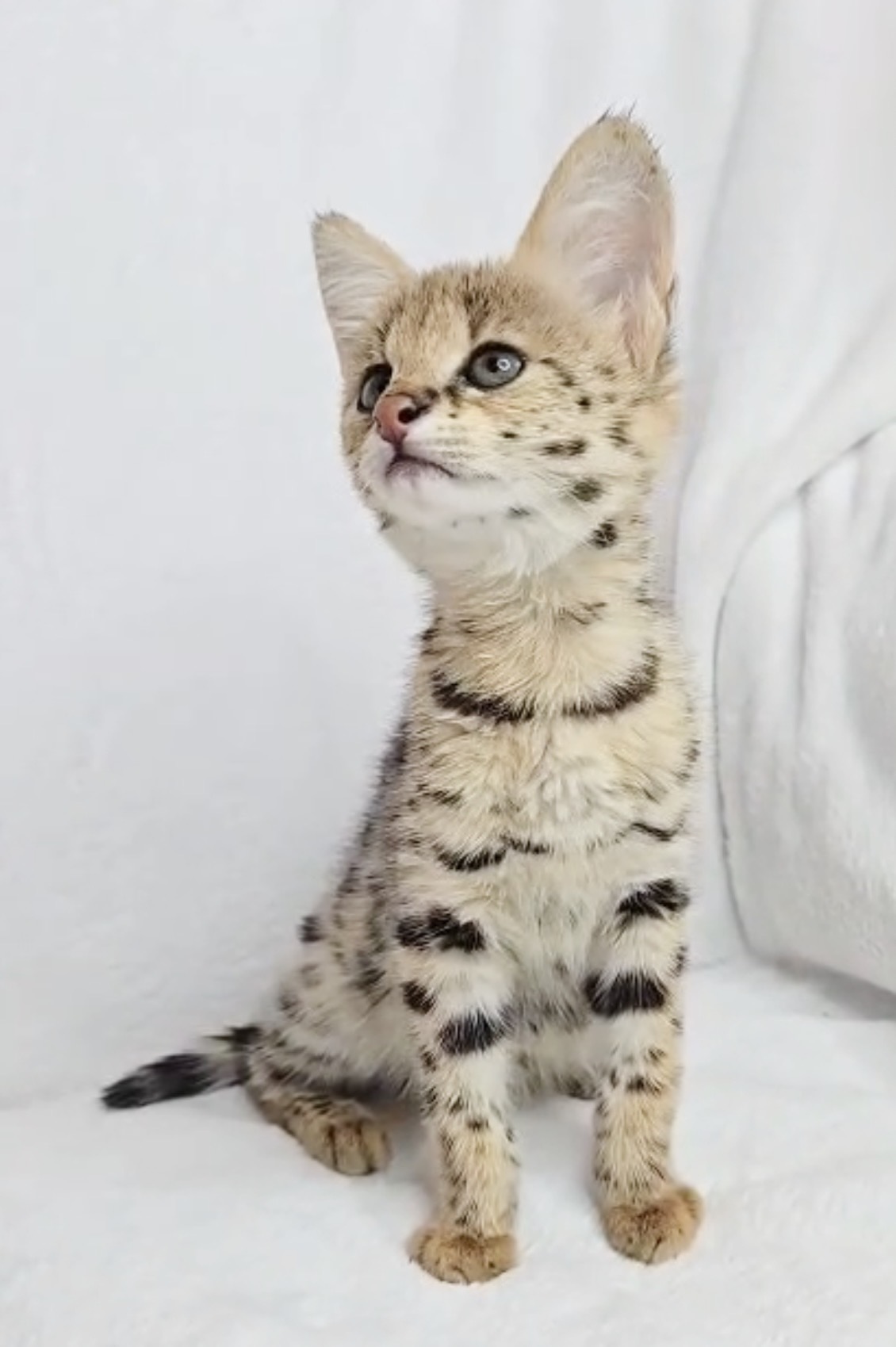 Penelope, photo 2