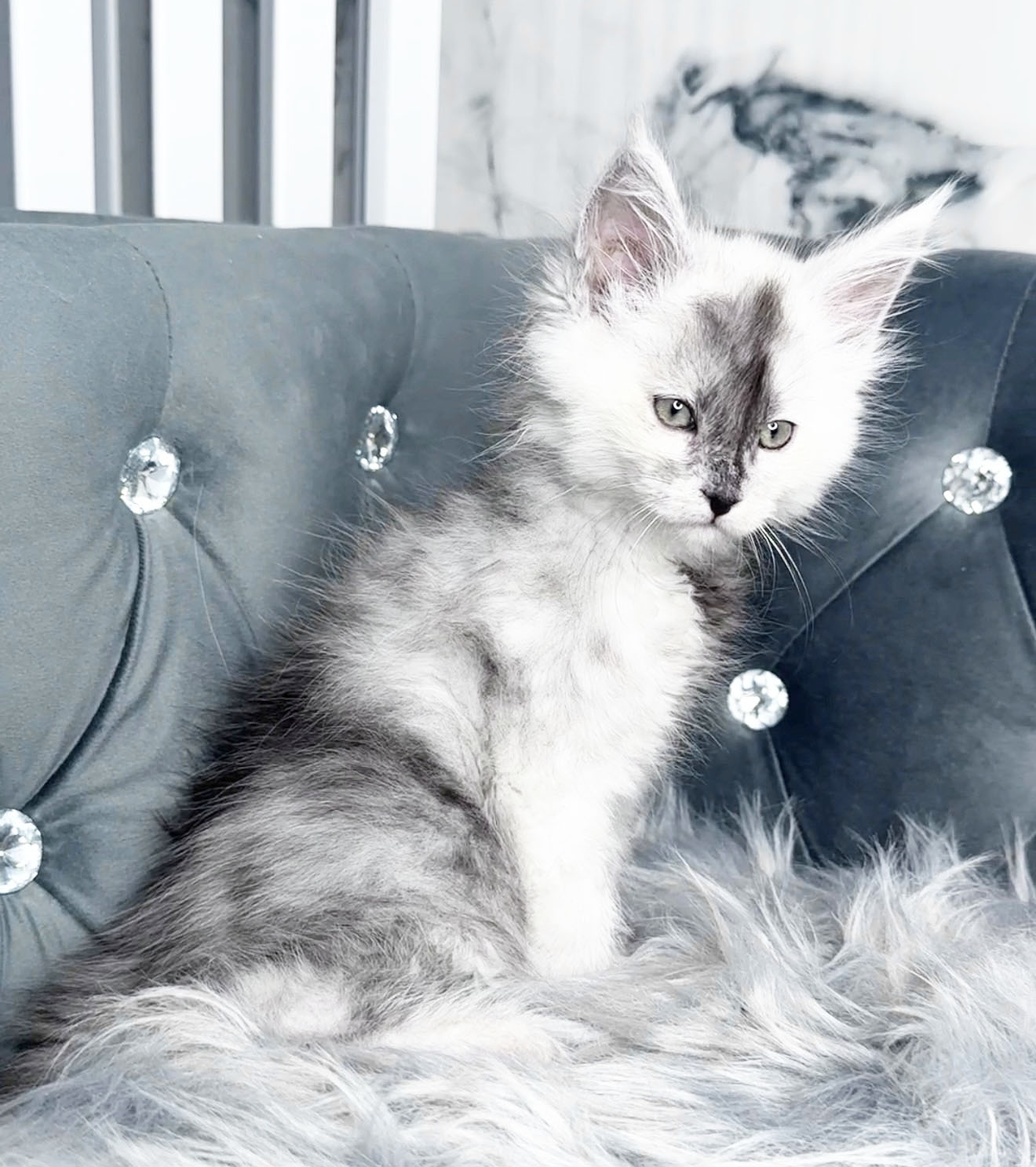Bandit, photo 3