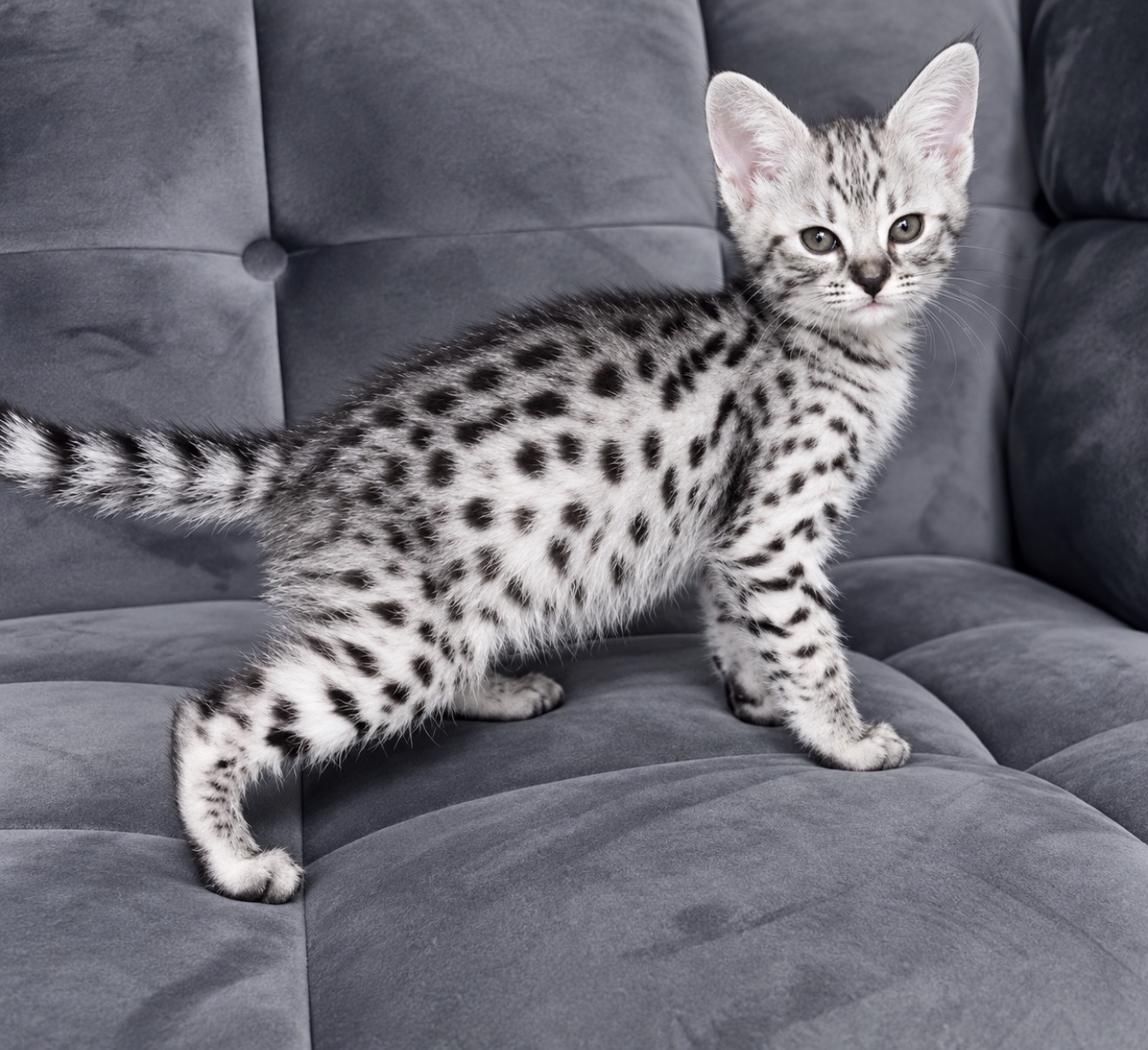 Cleo, photo 2