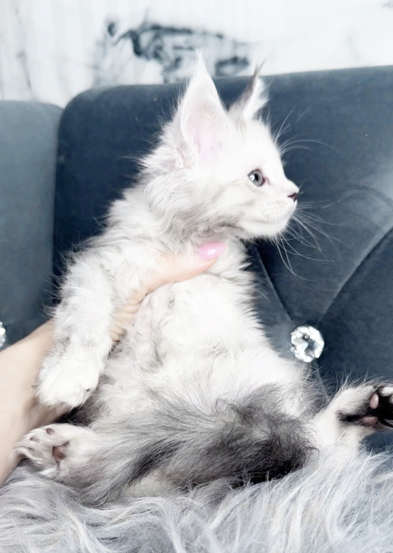 Nimbus, photo 4