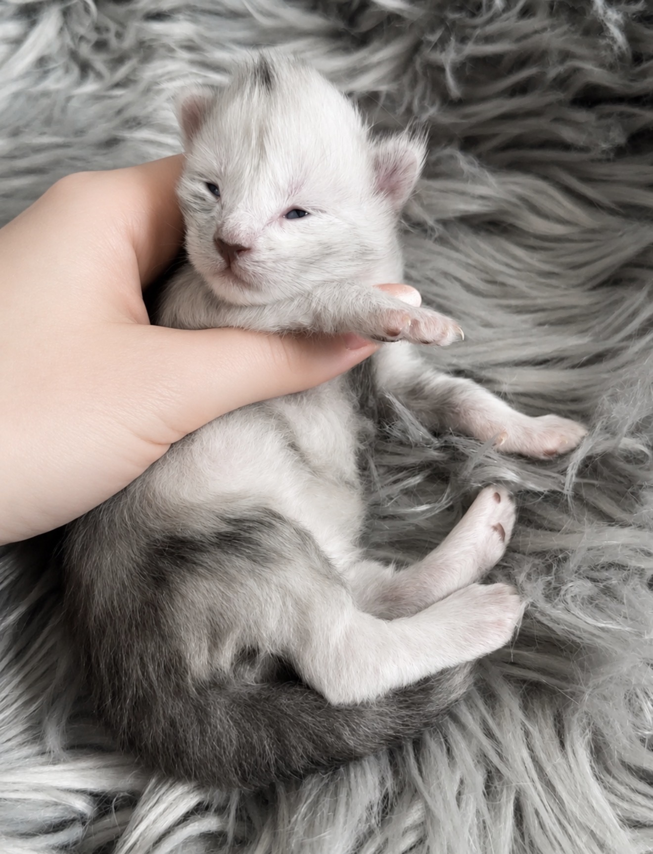 Appa, European Maine Coon kitten