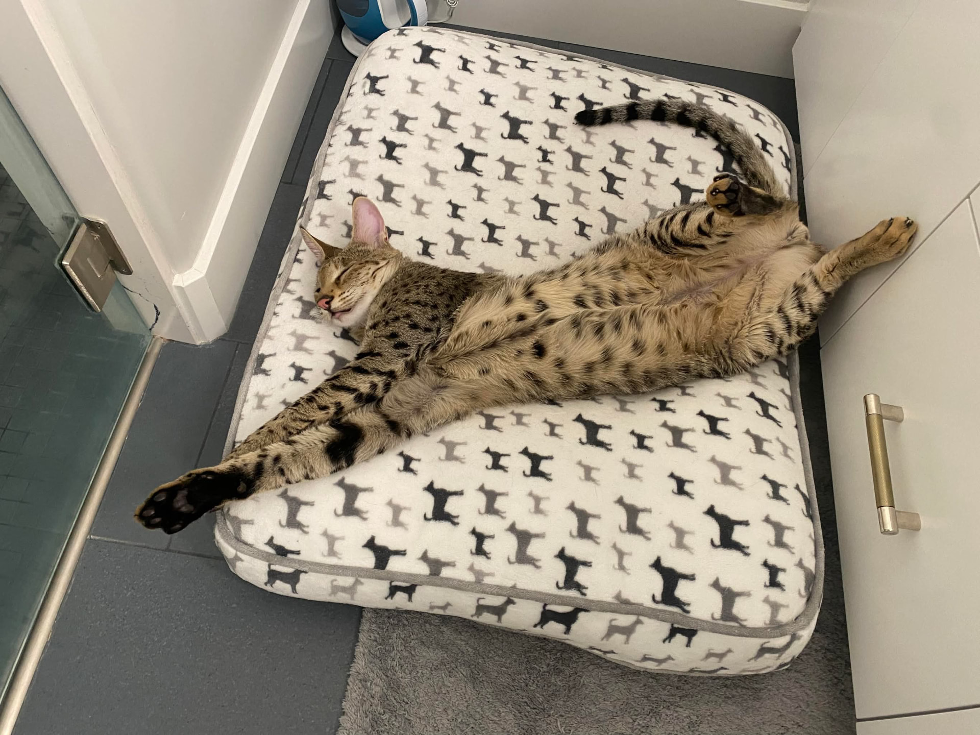 Sleeping stretched out on a favorite cushion