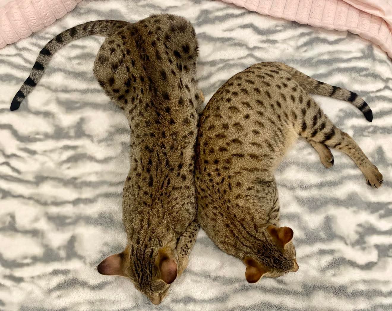 Max and Stella napping side by side on a soft blanket