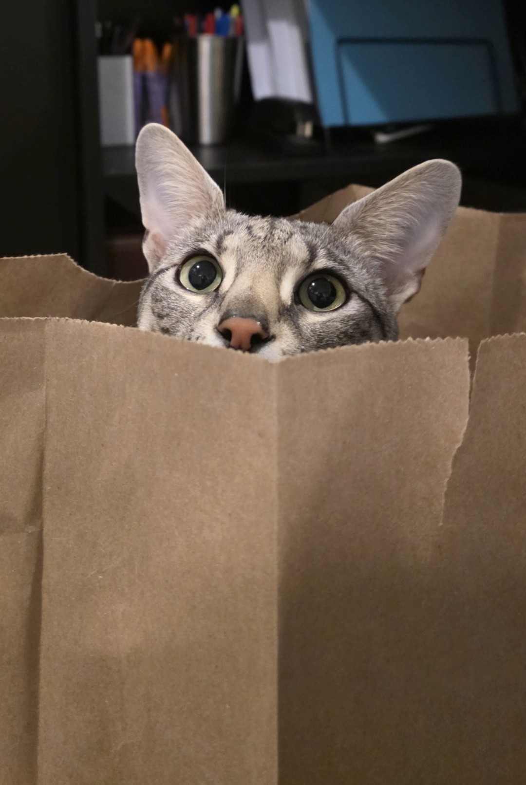 Luna peeking from a paper bag