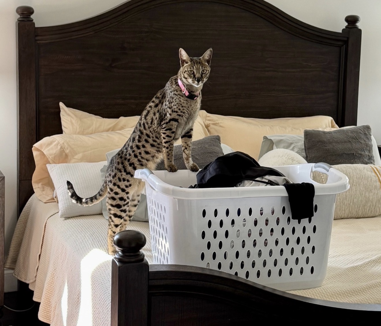 Annabelle standing over a laundry basket at the foot of the bed