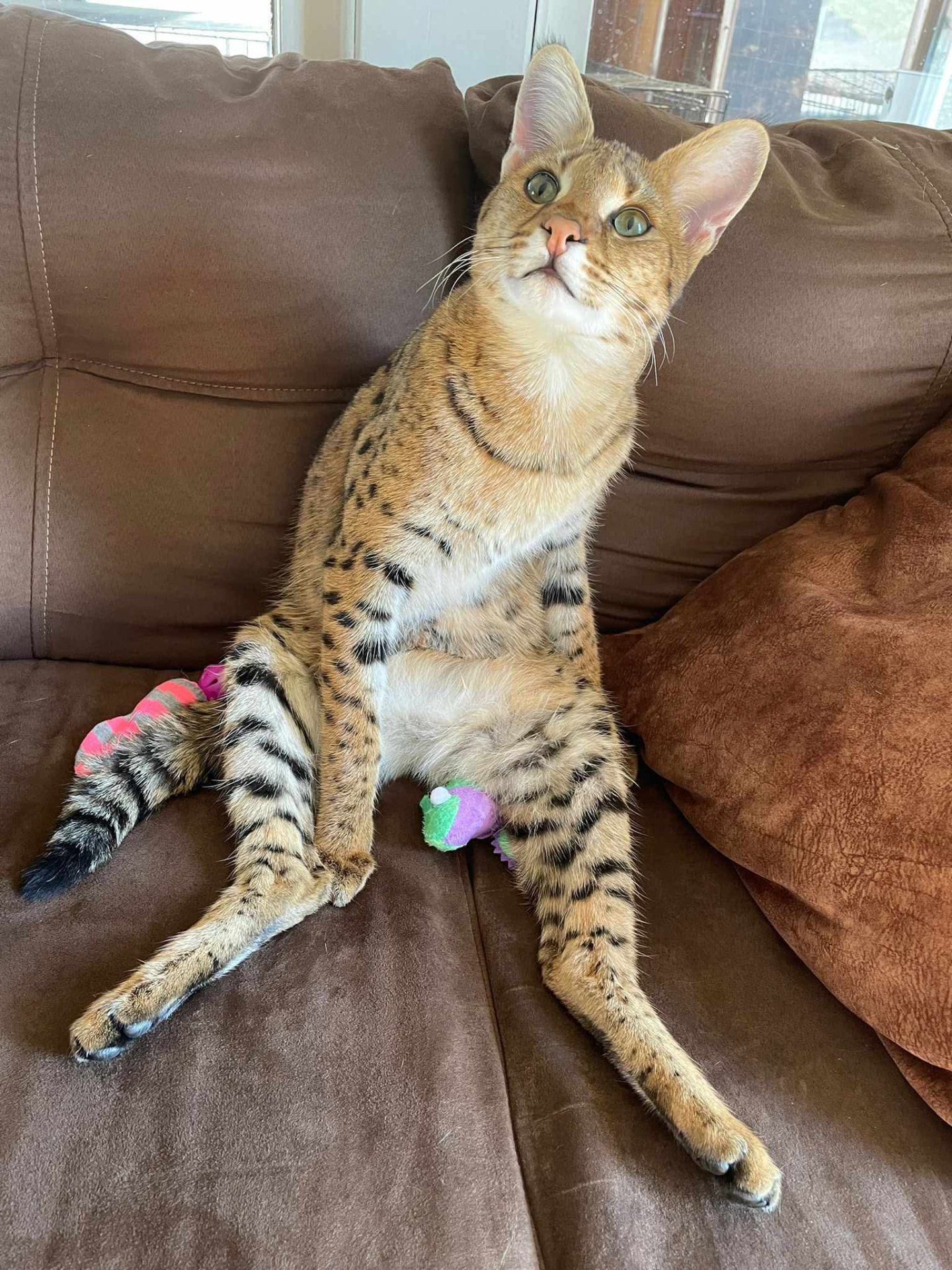 Falcon sitting upright on the couch with his long legs stretched out