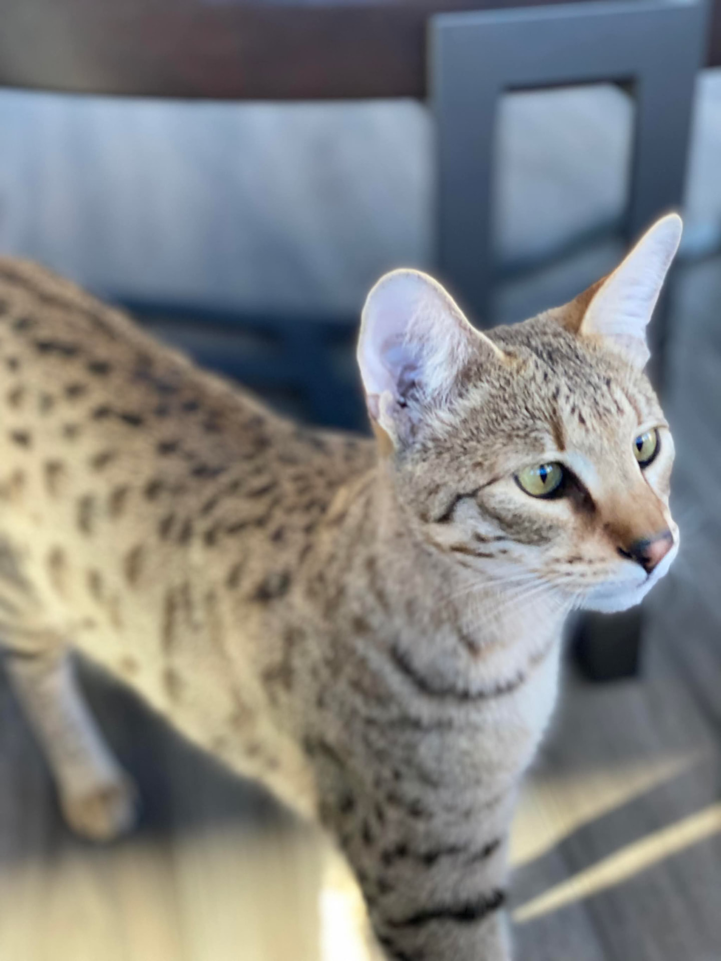 Close portrait, green eyes catching the afternoon light