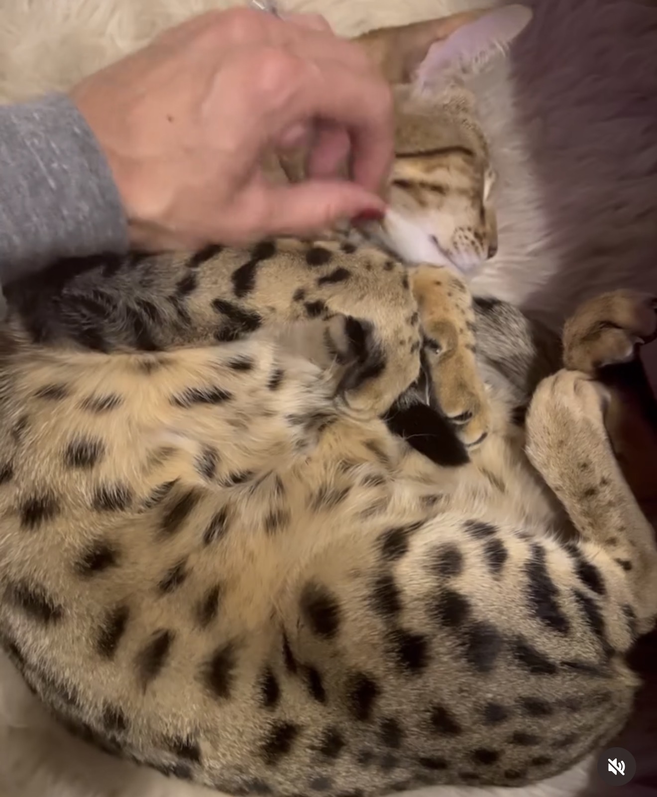 Savannah cat curled up asleep while being petted