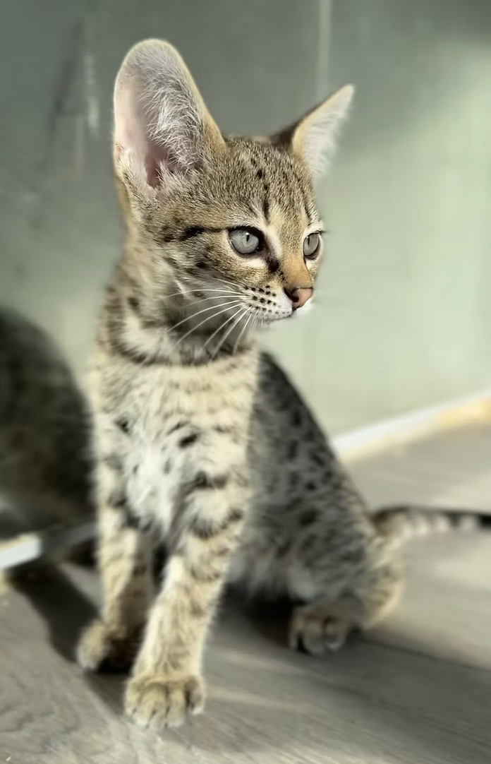 Zaza, photo 8
