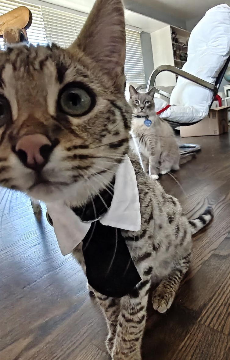 Oreo close-up wearing a formal bow tie