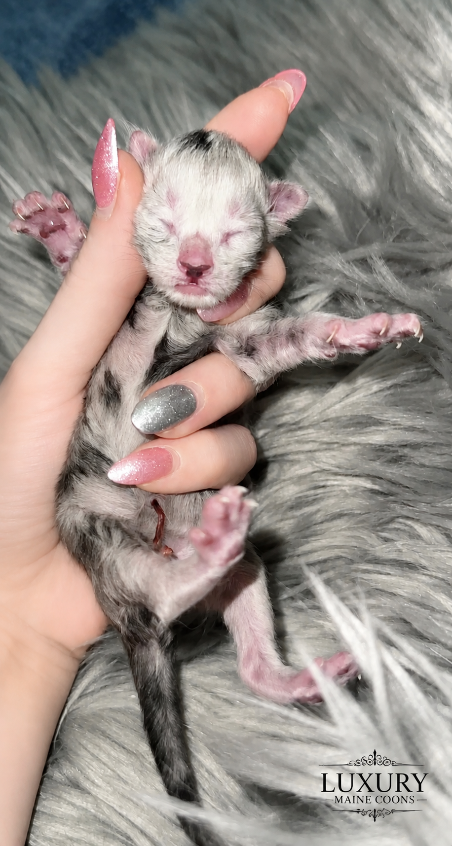 Appa, European Maine Coon kitten