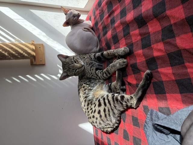 Muffin resting beside a sphynx companion in a sunlit room