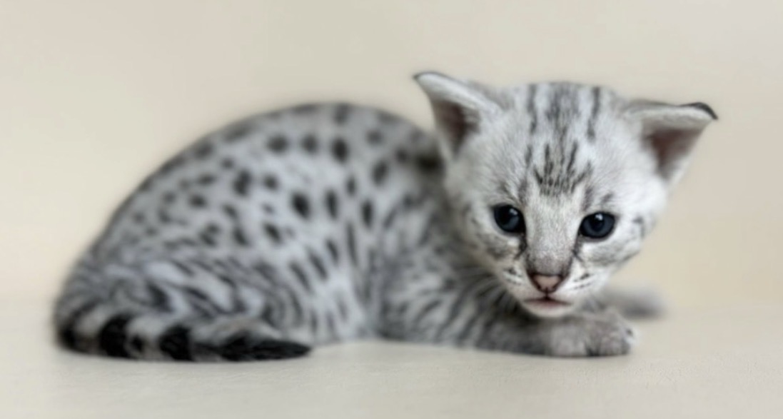 Flint, silver F2 Savannah kitten, photo 6