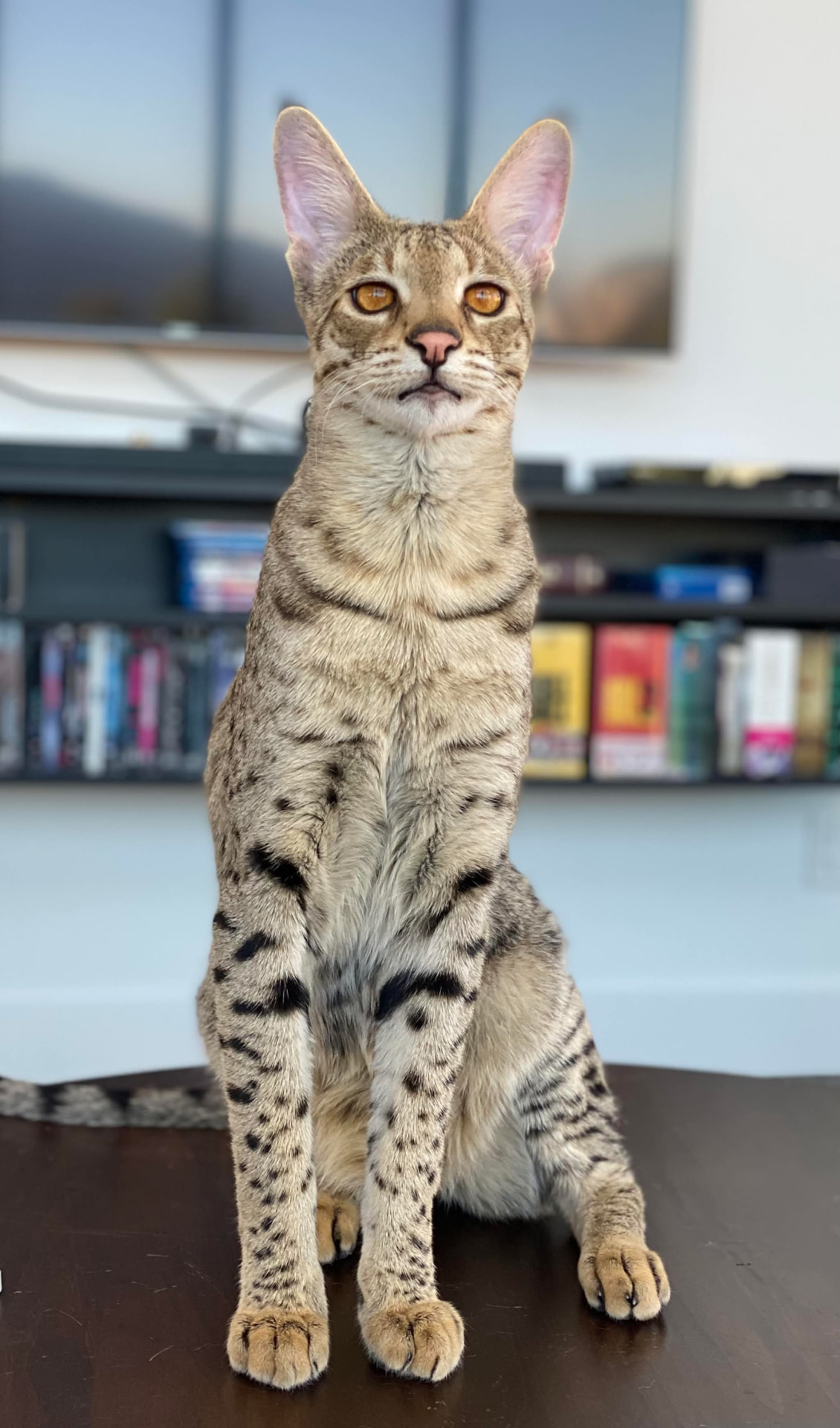 Seated portrait with tall ears and amber eyes