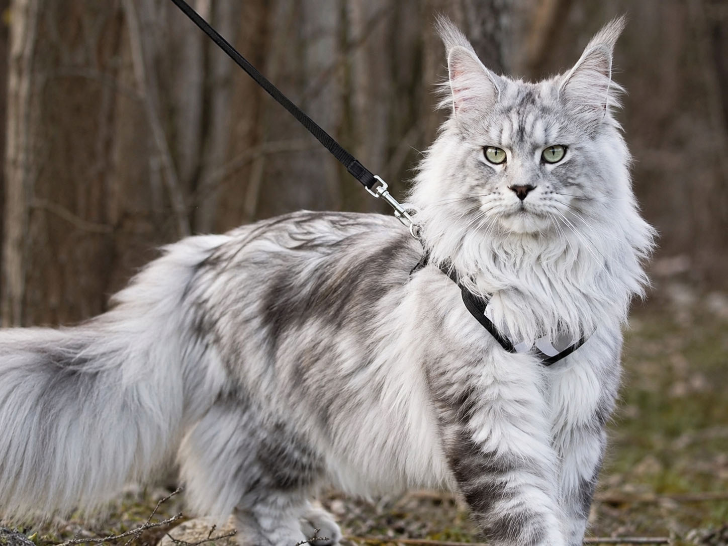 European Maine Coon kitten with a luxurious coat