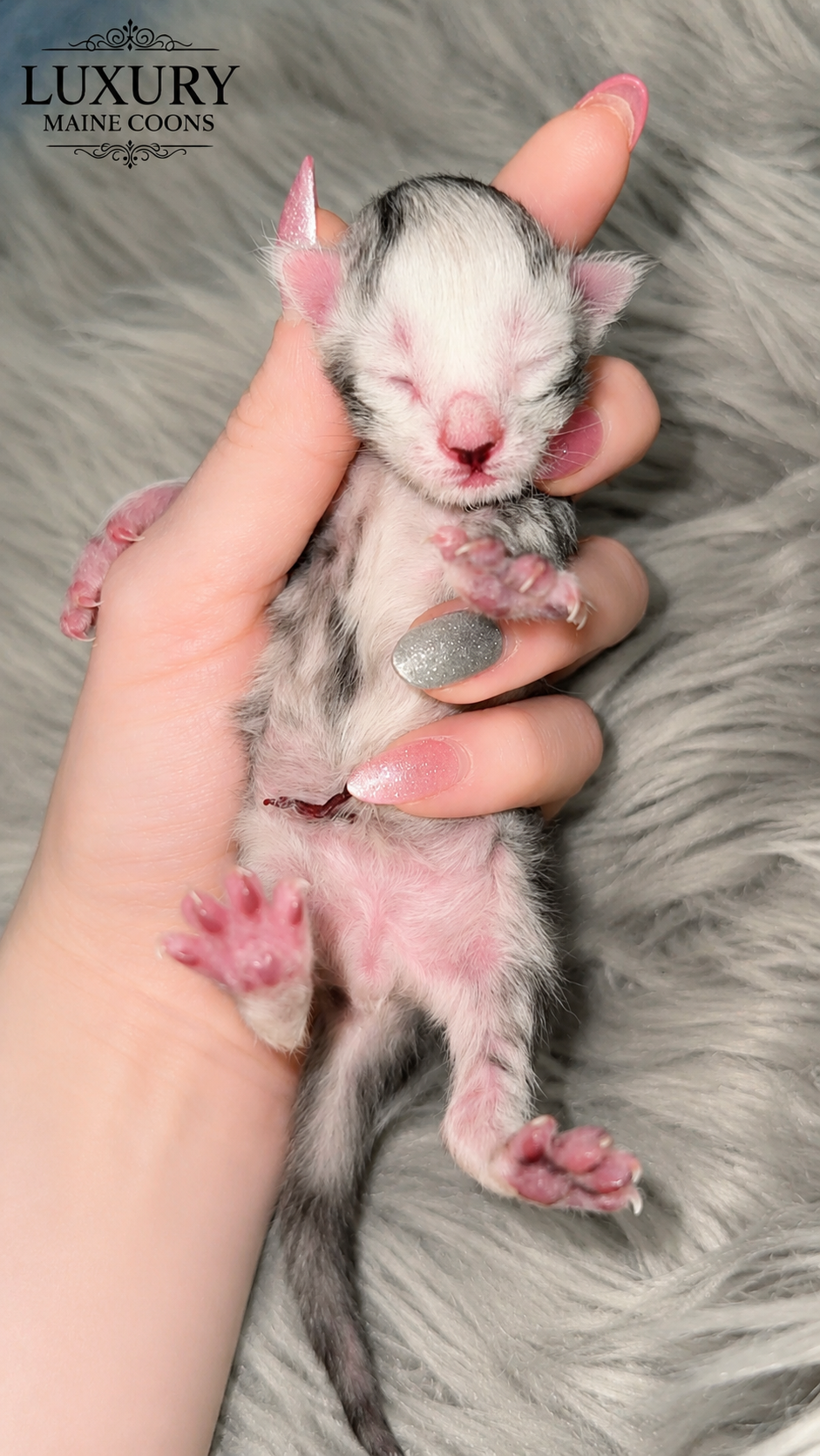 Nimbus, European Maine Coon kitten