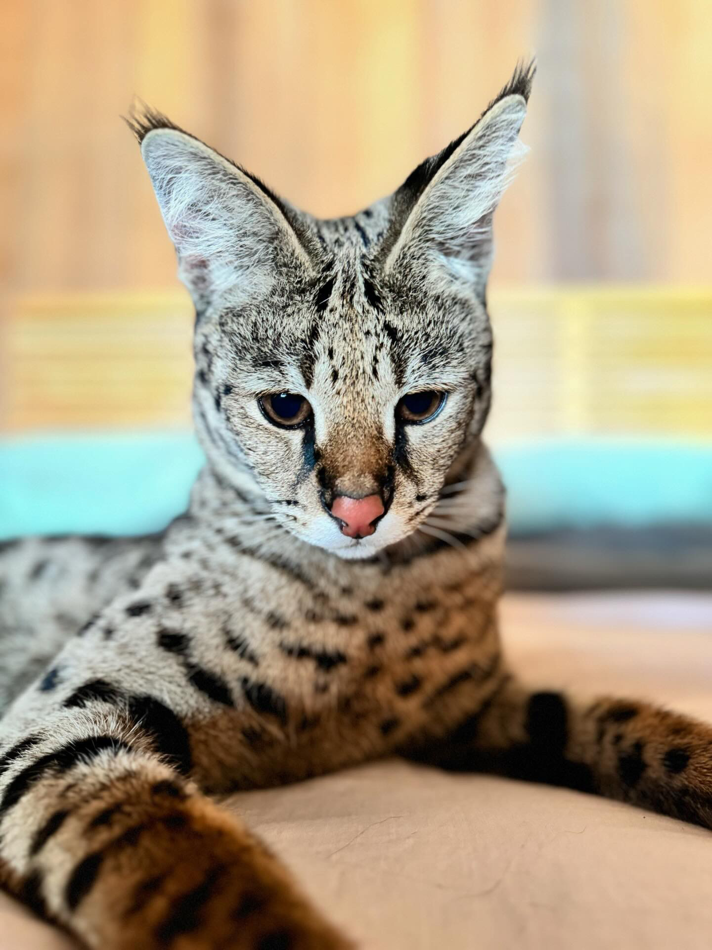 Close portrait of Odin, HP F1 Savannah