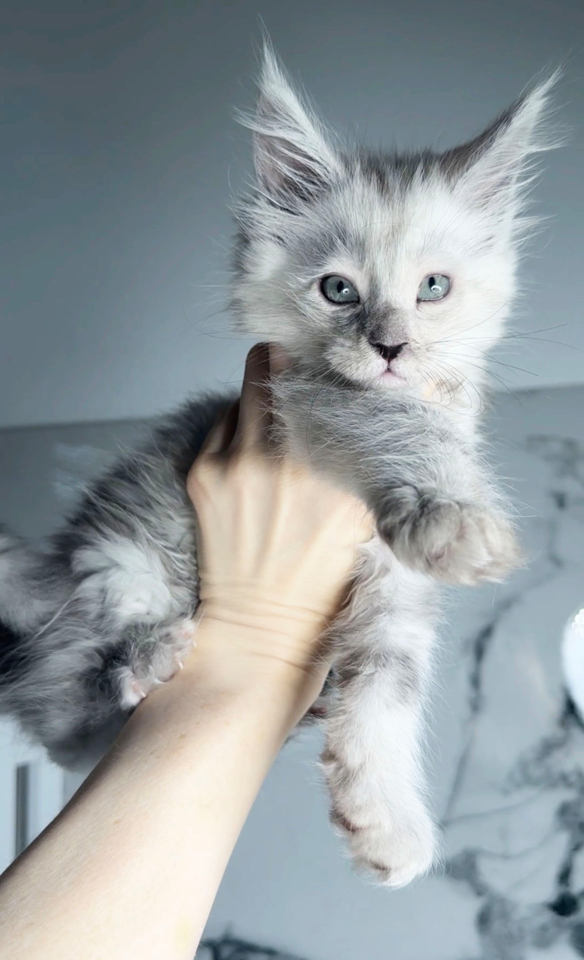 Appa, European Maine Coon kitten