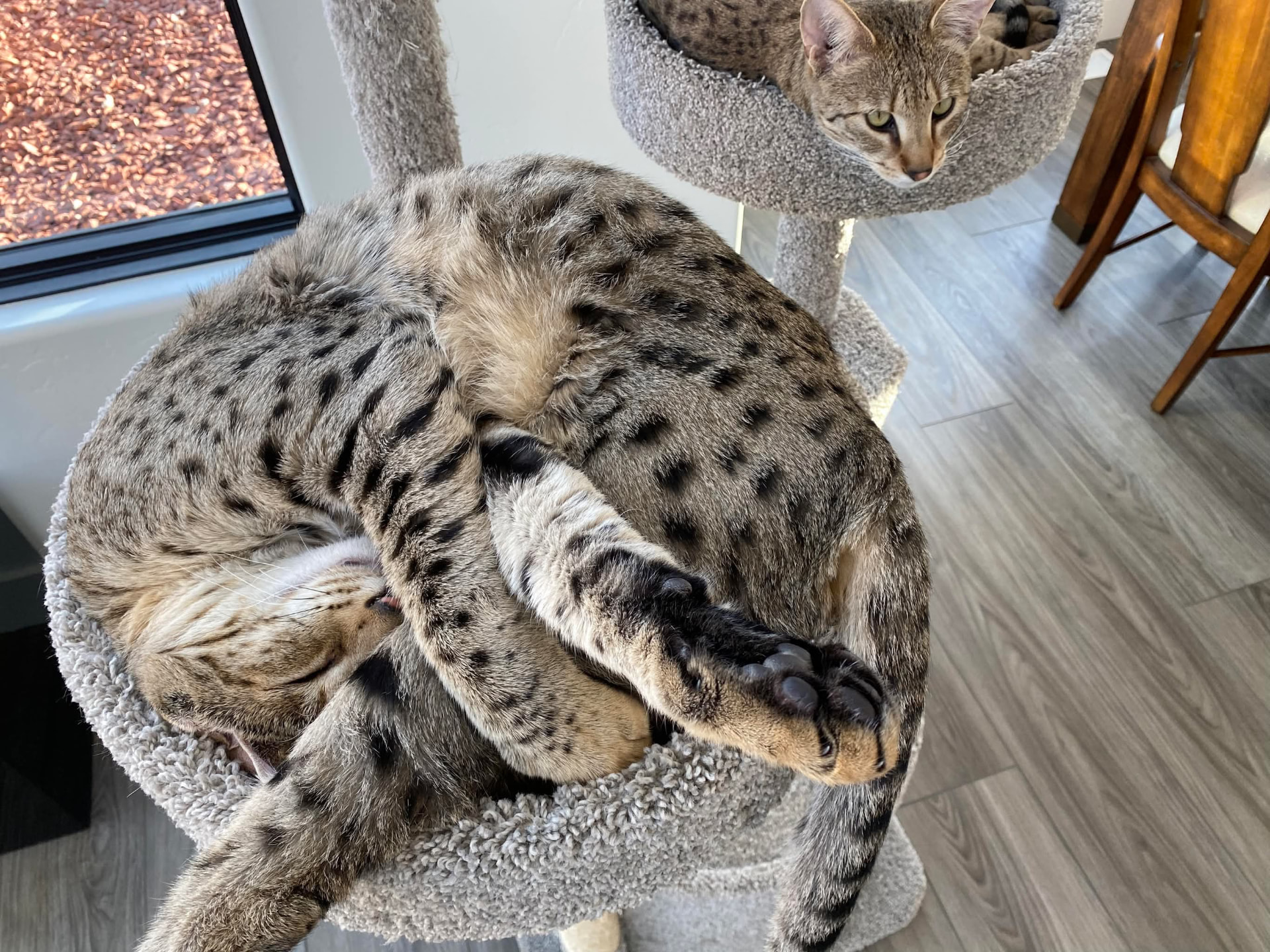 Curled up asleep on the cat tree while the other watches from above