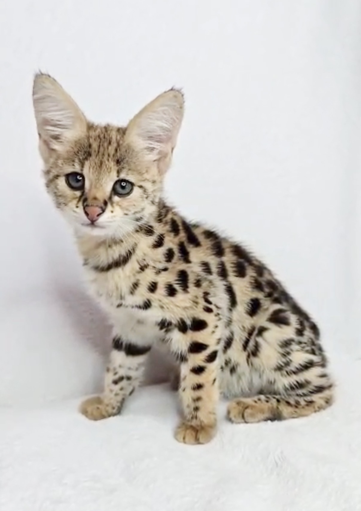 Penelope, HP F1 kitten