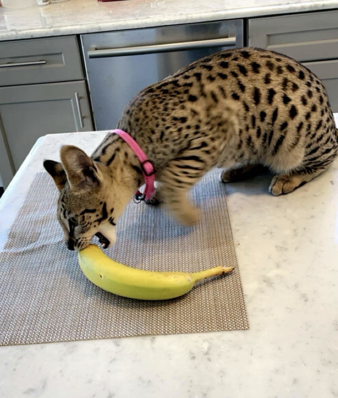 Annabelle investigating a banana on the kitchen island