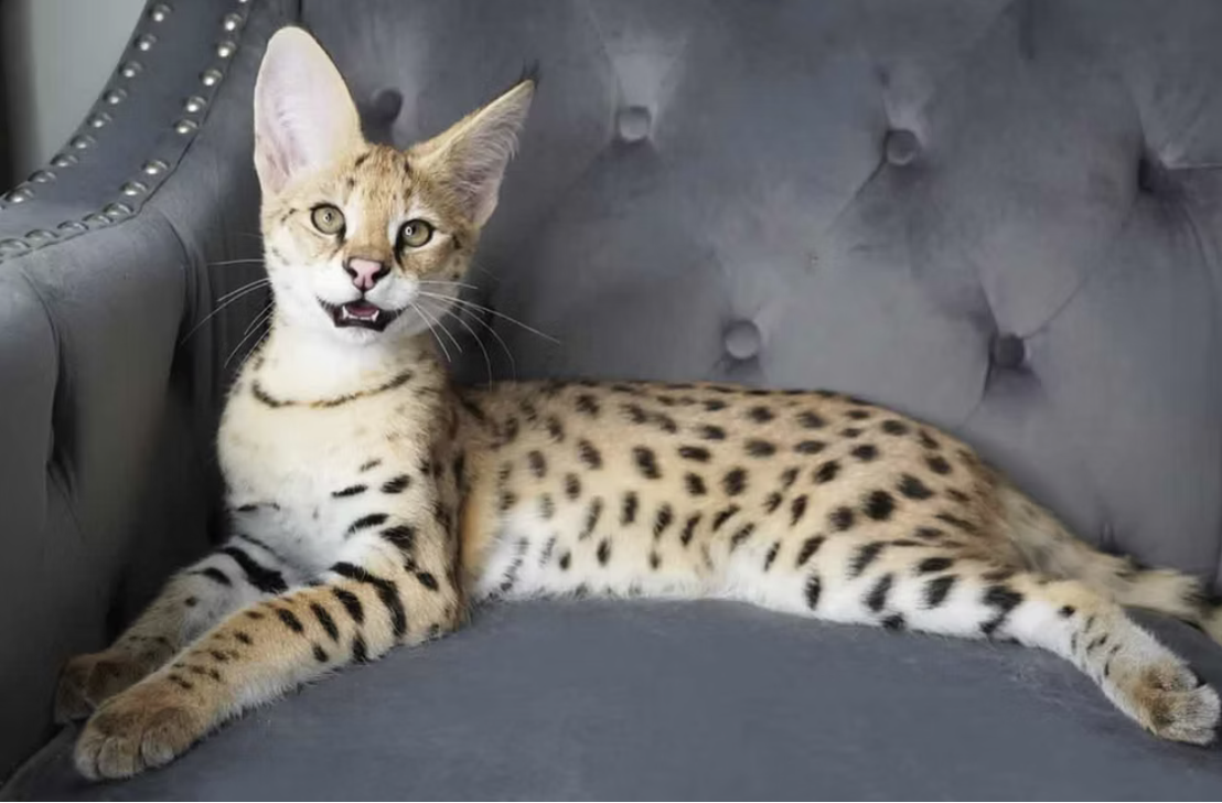F1 Savannah kitten with Serval influence
