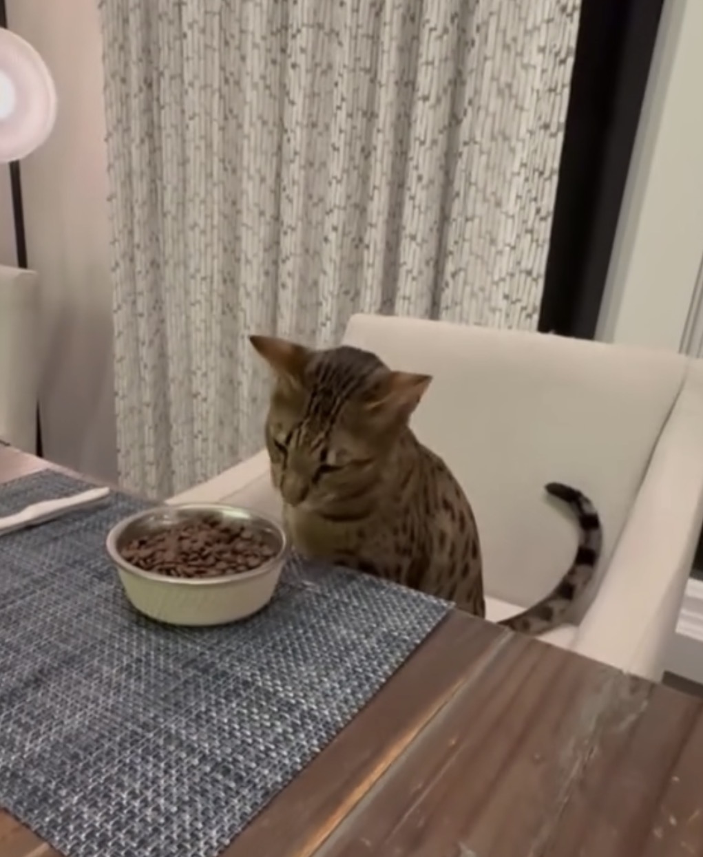 Savannah cat waiting at the table during dinner