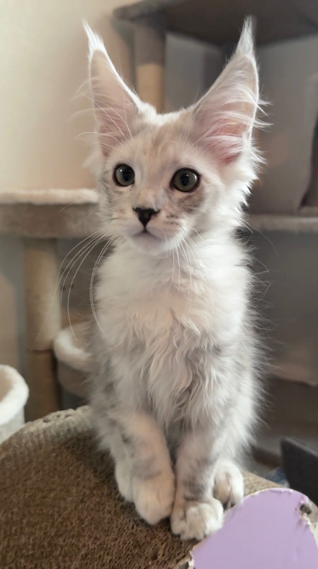 Nimbus, European Maine Coon kitten