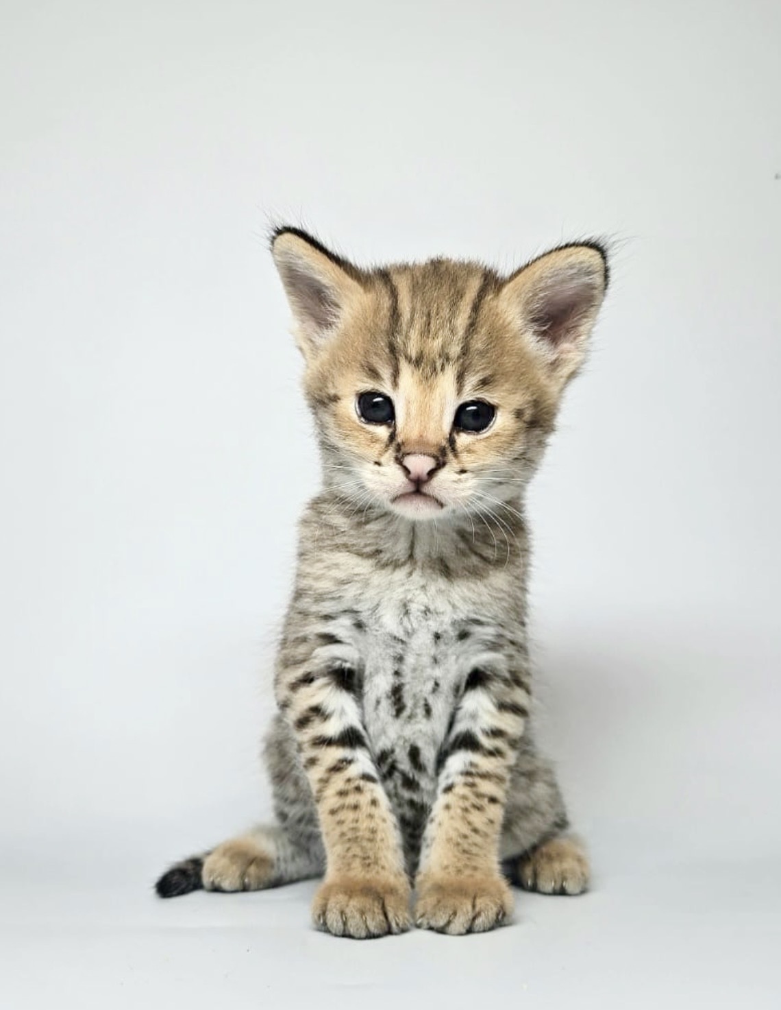 Penelope, photo 4