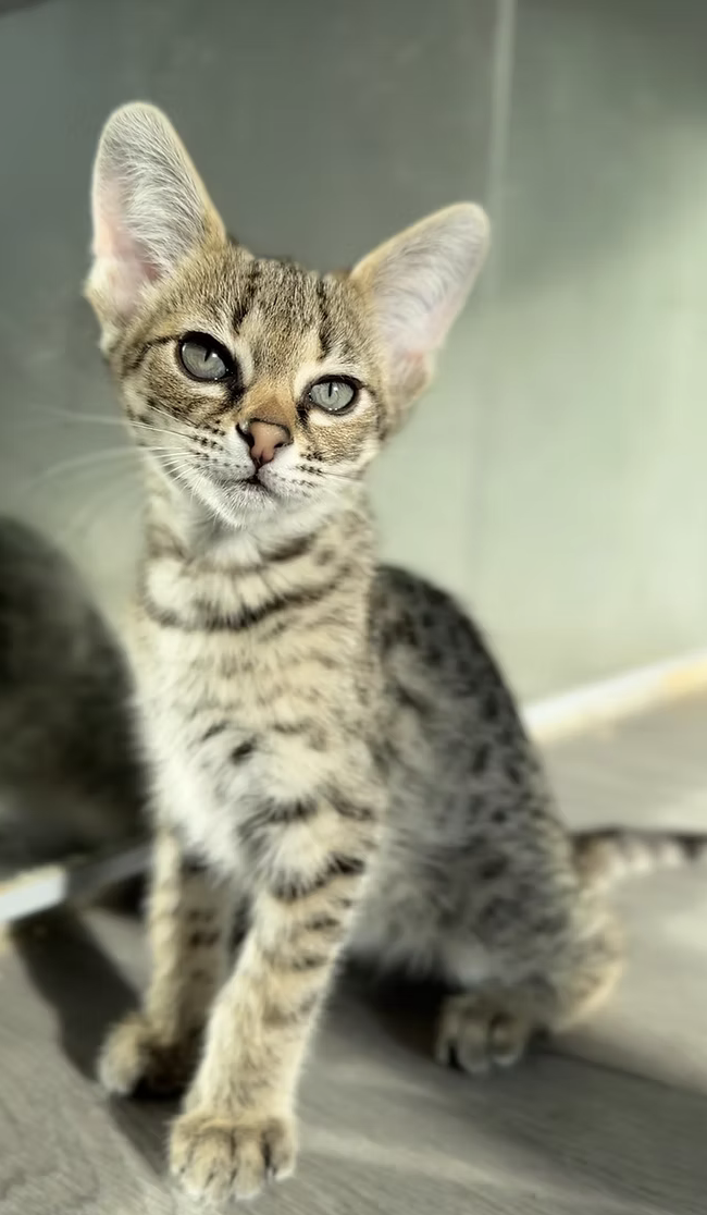 Zaza, F2 Savannah kitten
