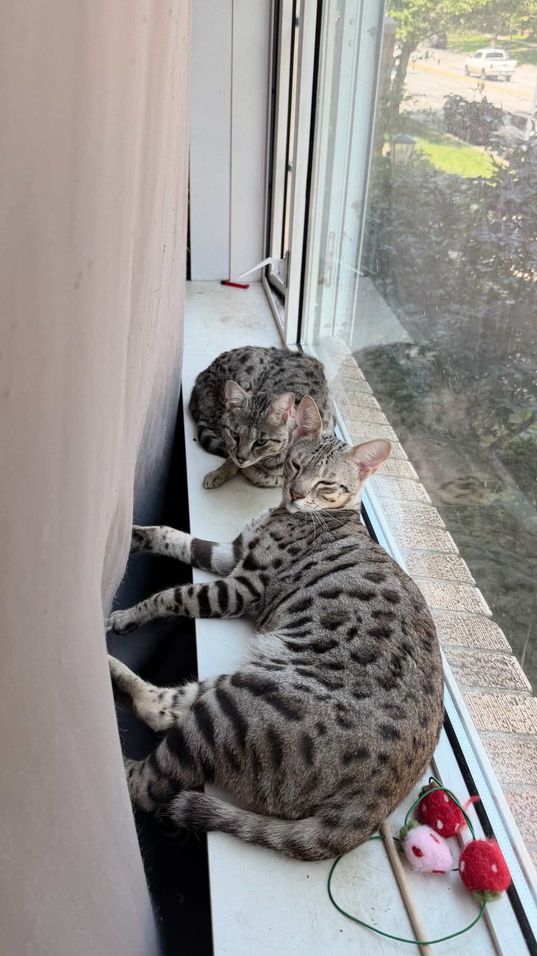 Cartier and his companion resting together in a sunny window