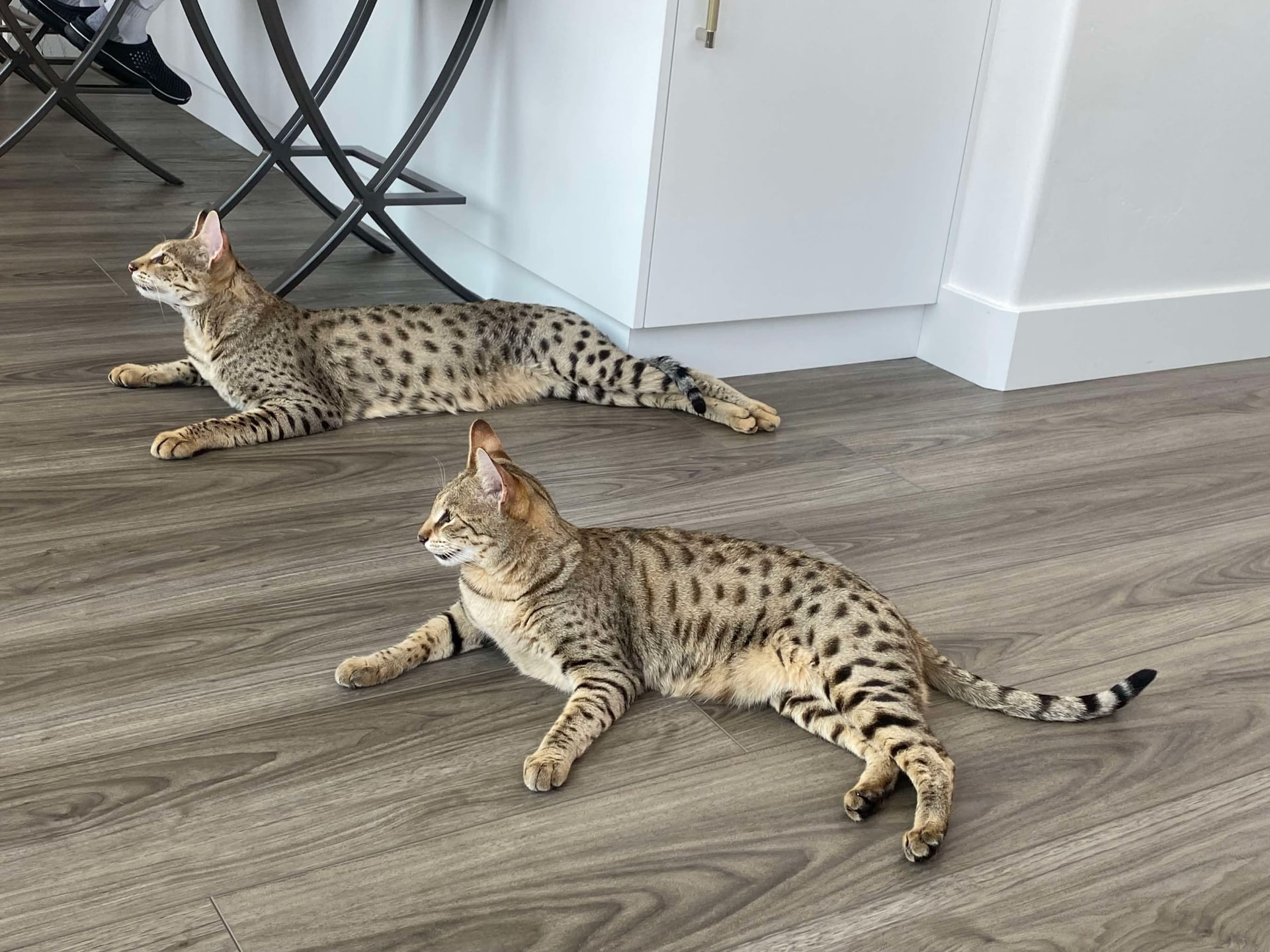 Max and Stella stretched out together on the floor at home