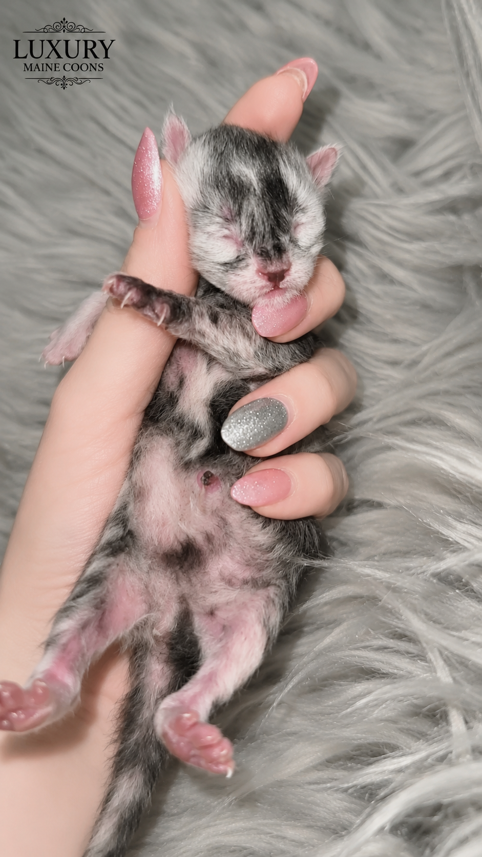 Bandit, European Maine Coon kitten