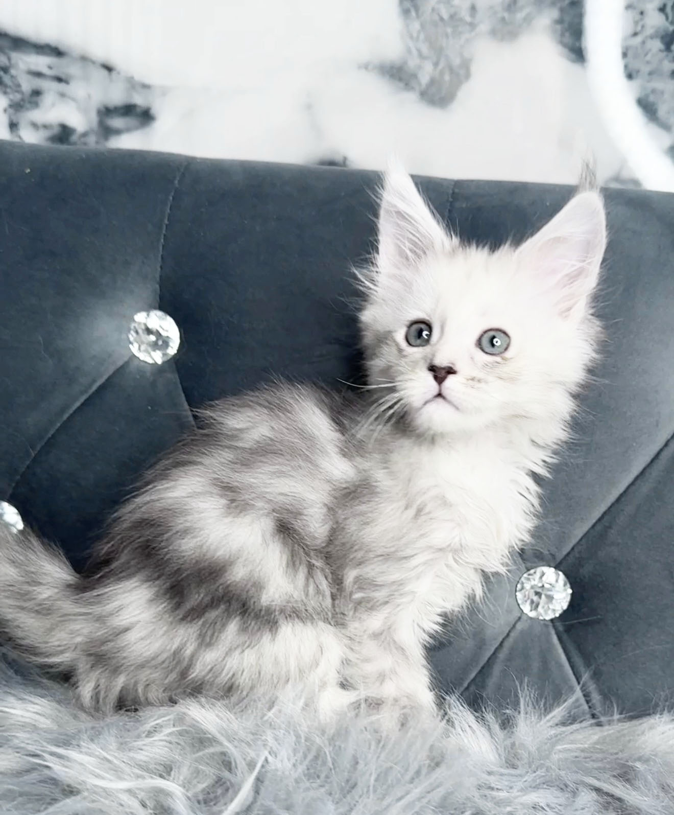Nimbus, European Maine Coon kitten